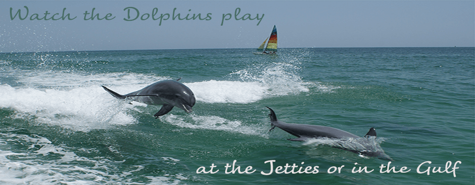 Watch the Dolphins play at the Jetties or in the Gulf