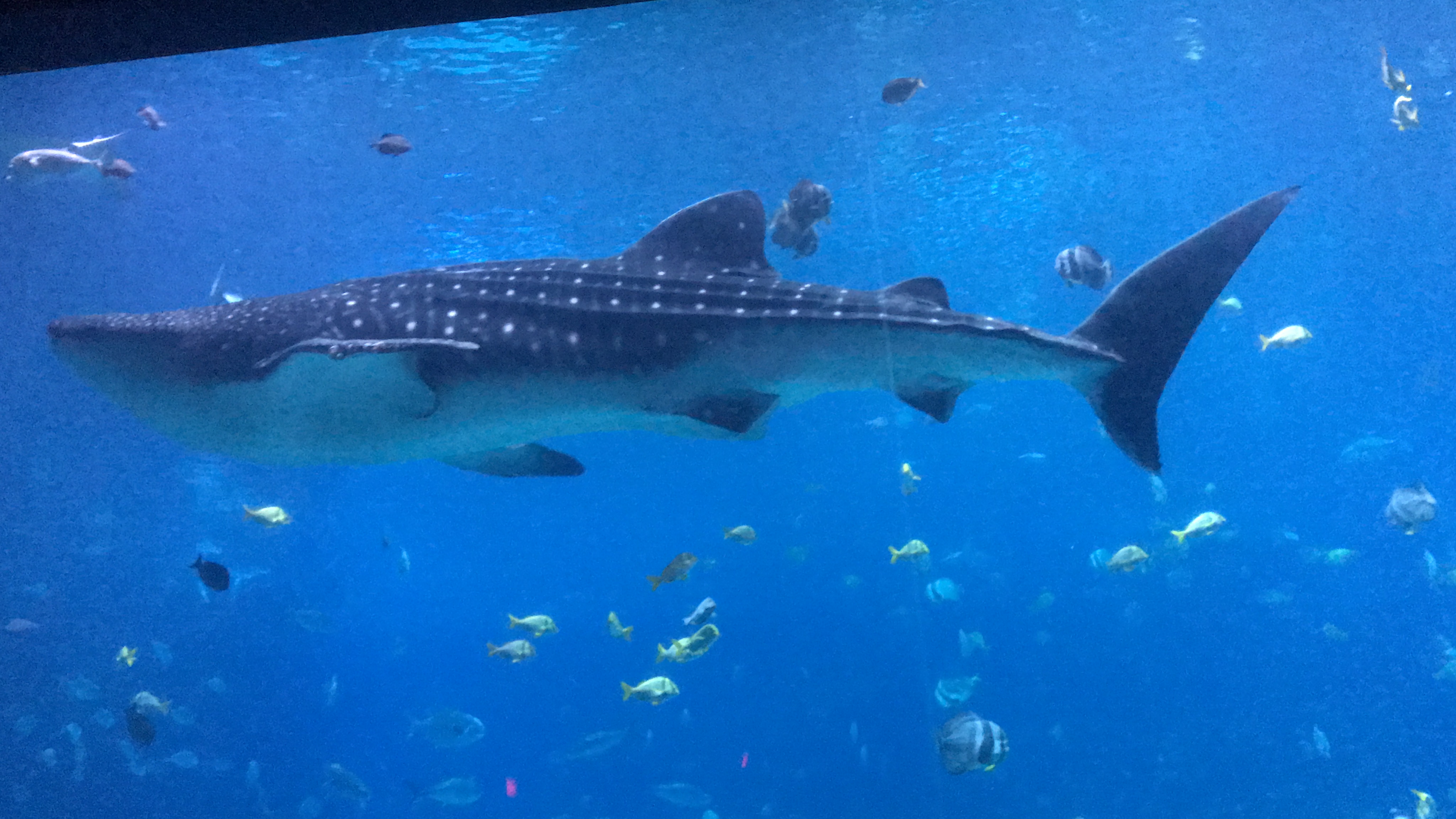 whale Shark